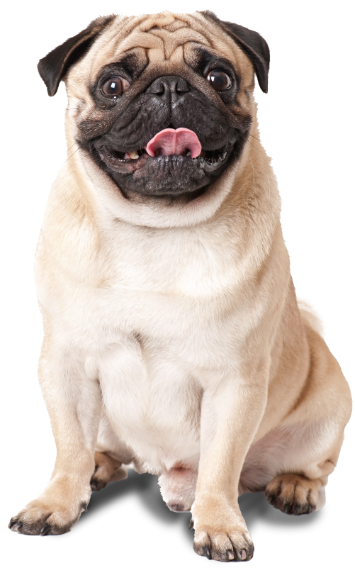 perro pug sentado