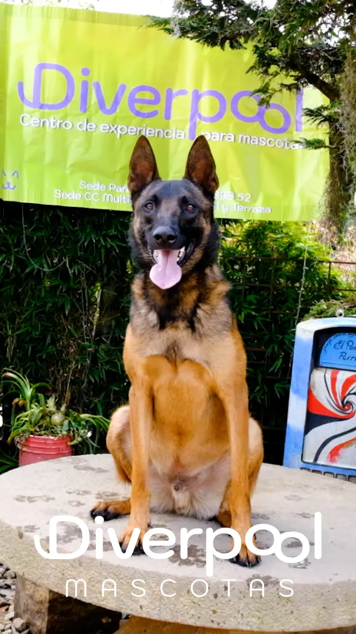 portada hotel para perros diverpool