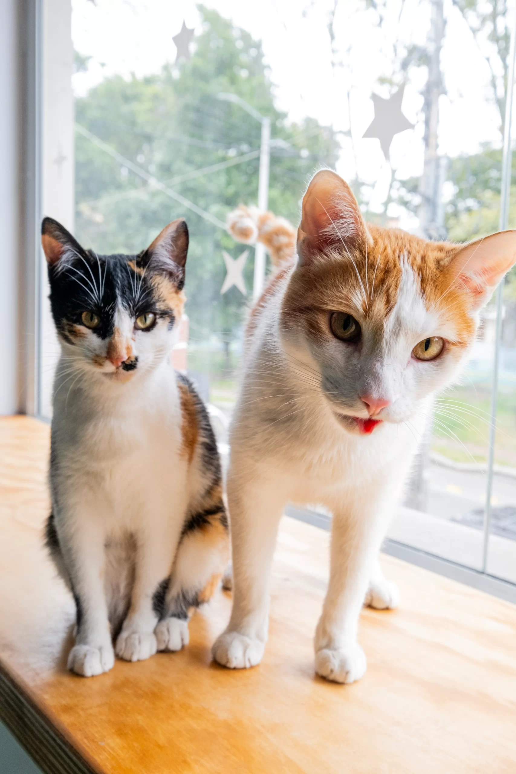 2 gatos