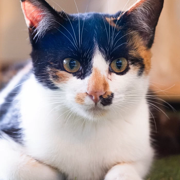 gato acostado