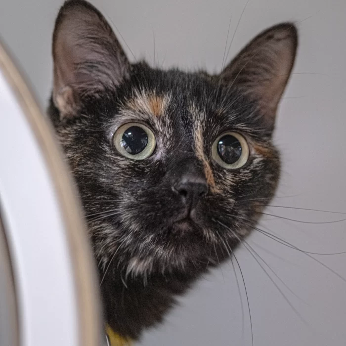 gato oscuro