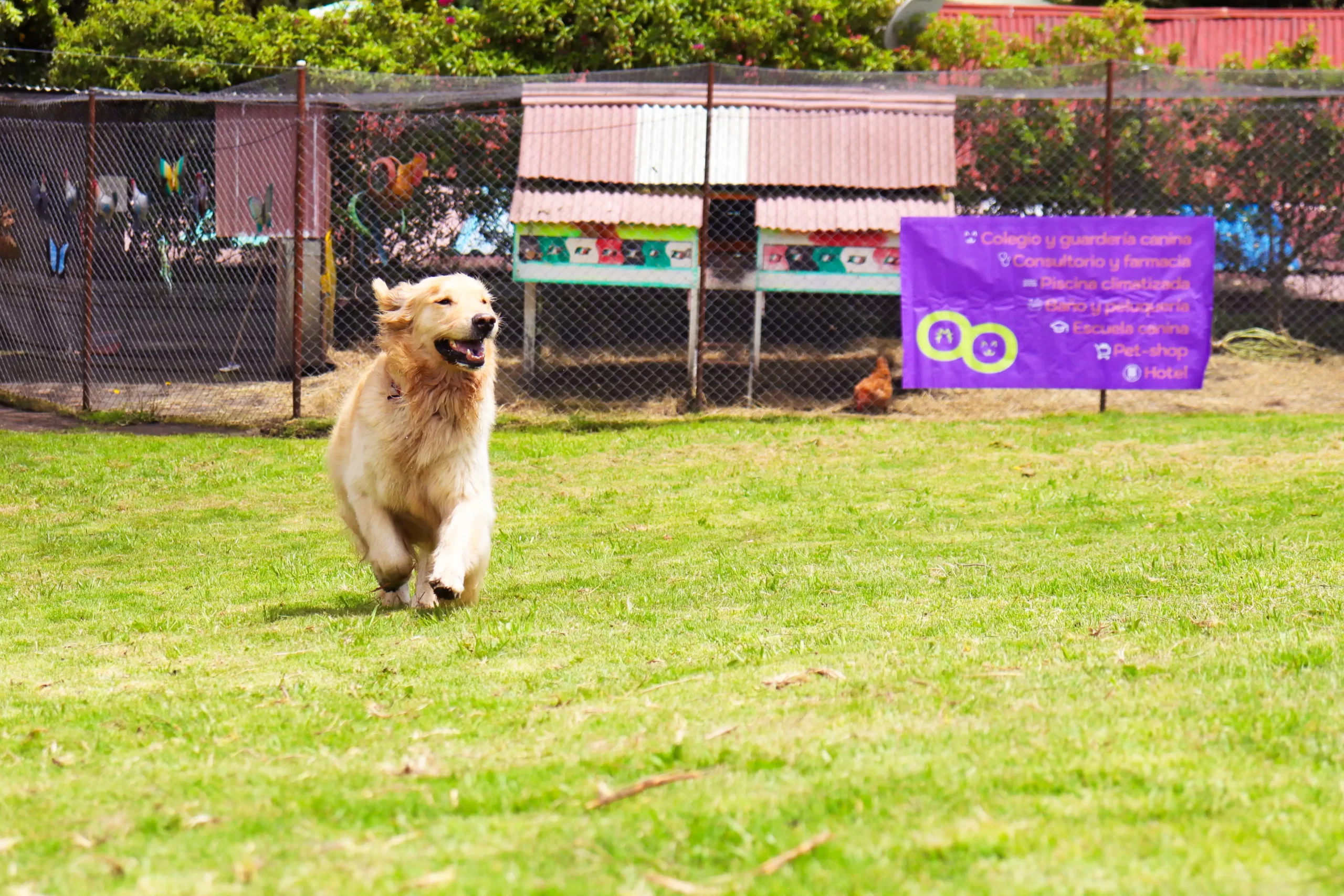 perro corriendo en un campo