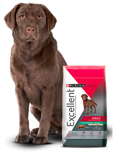 EXCELLENT PERRO ADULTO Razas Medianas y Grandes
