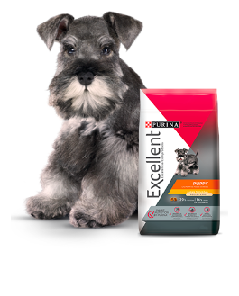 EXCELLENT PERRO  PUPPY SMALL BREED X 3 KG