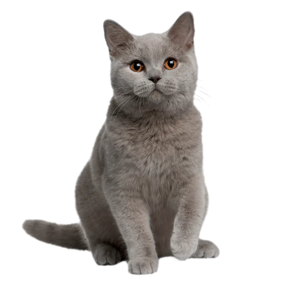 gato adulto