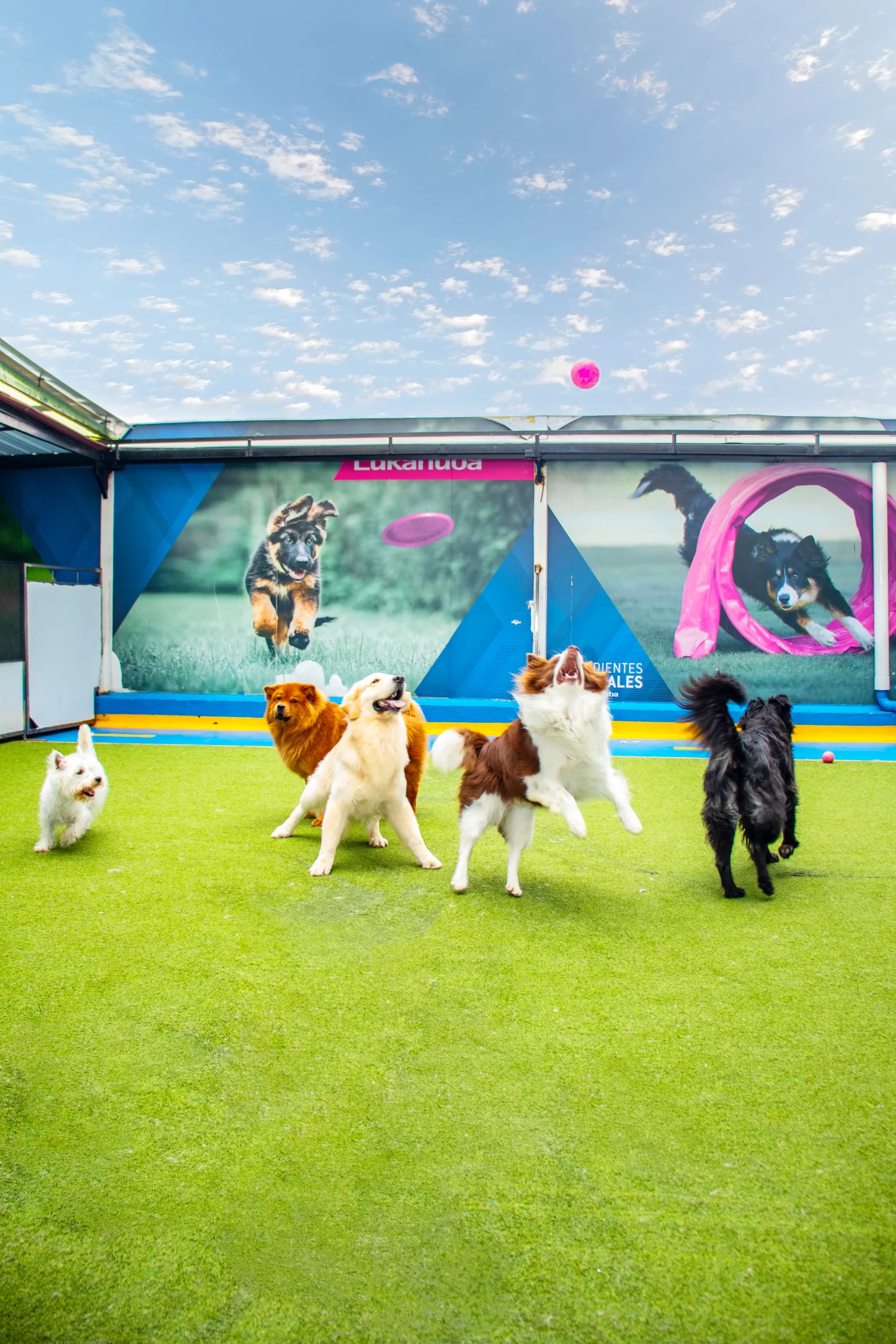 perros jugando en terraza